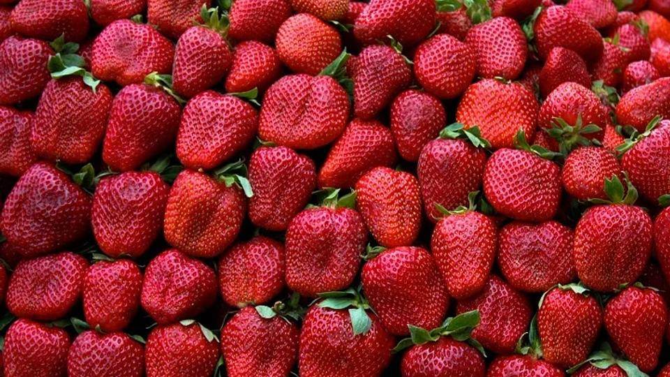 Rote Diamanten: Türkische Erdbeeren
