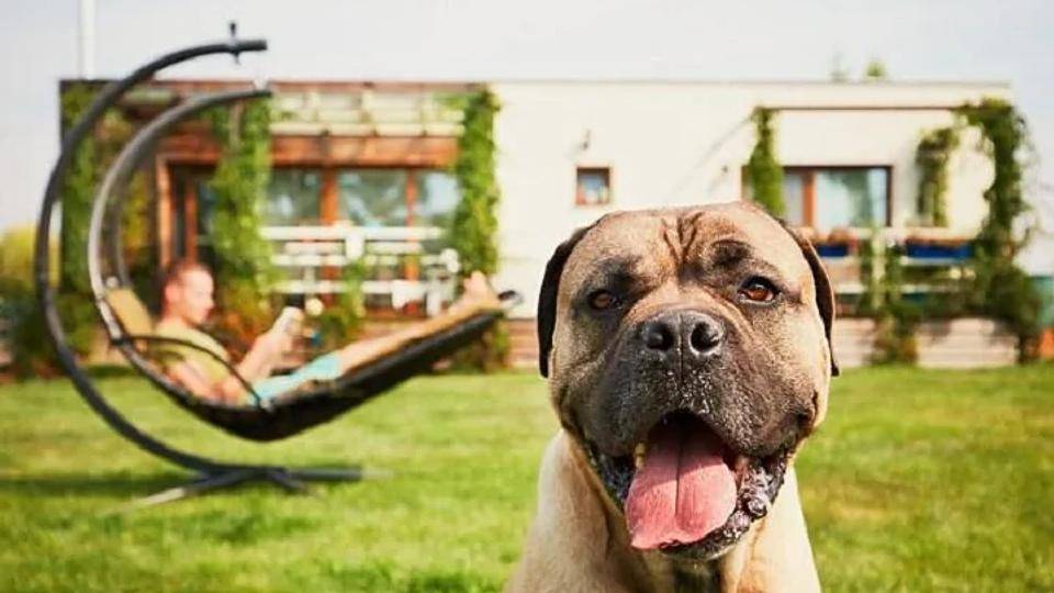 9 Pet Friendly Hotels to visit in Turkey