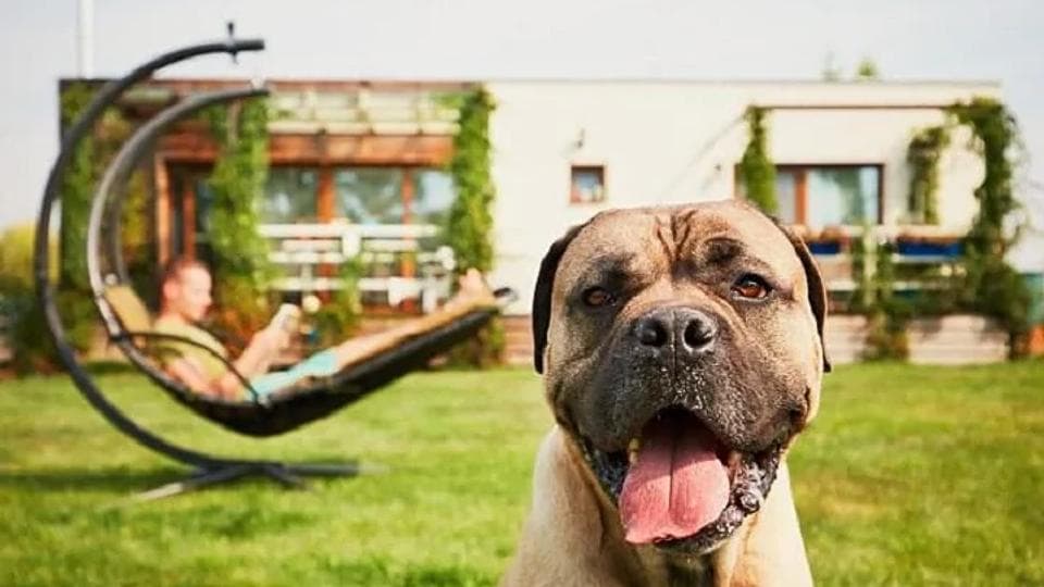 9 hôtels amis des animaux à visiter en Turquie