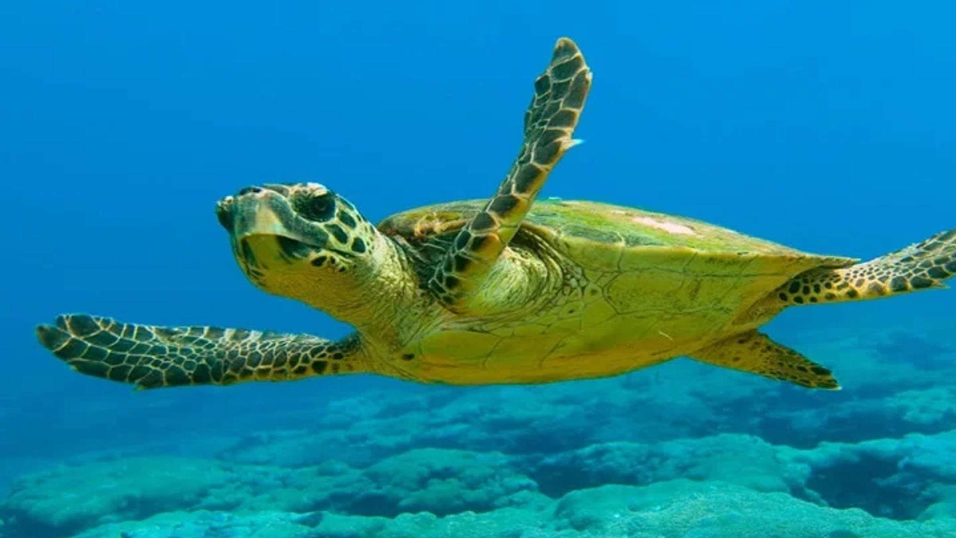 Avventure subacquee ad Alanya
